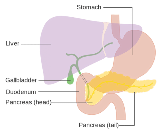 Insulin Production