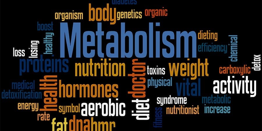 What Does Metabolism Mean Supply and Demand